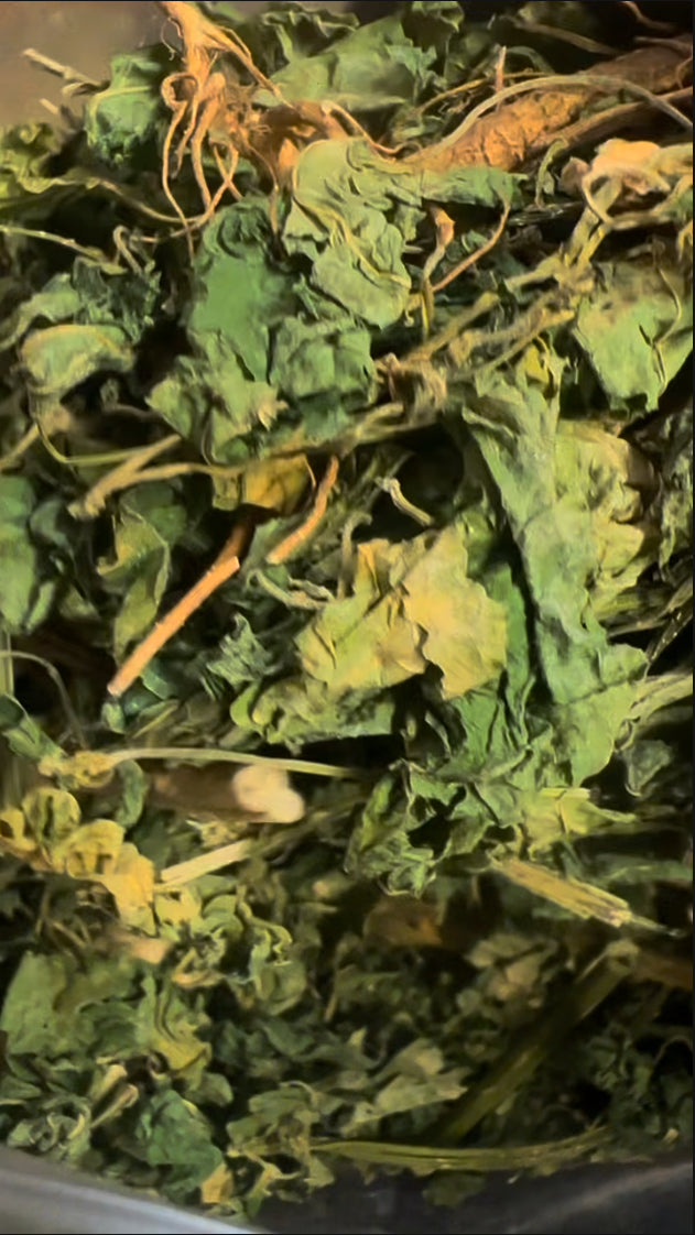 Wild Jamaican Dog Blood Bush Herb | Herbal Tea | 100G