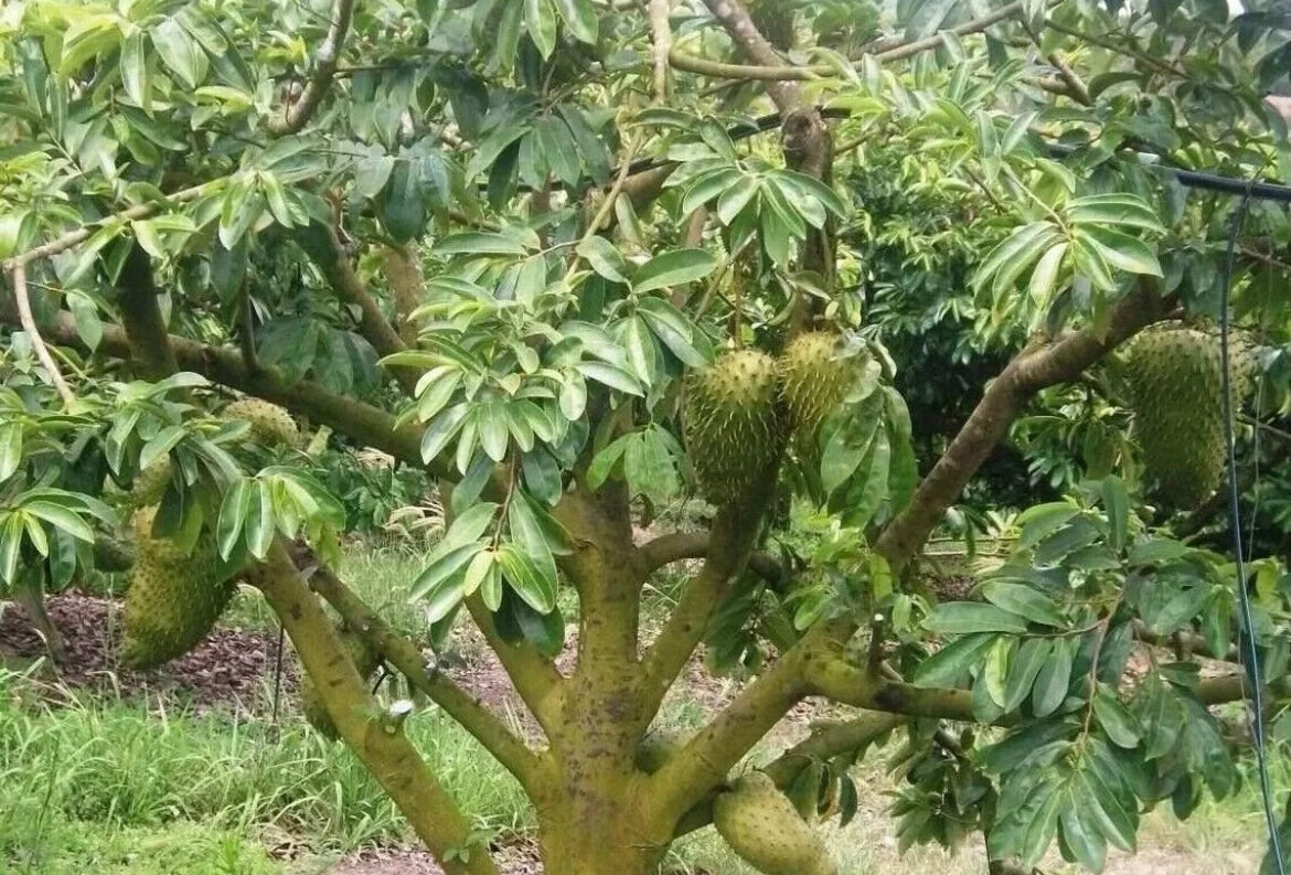 Fresh Wild Soursop Fruit, Graviola