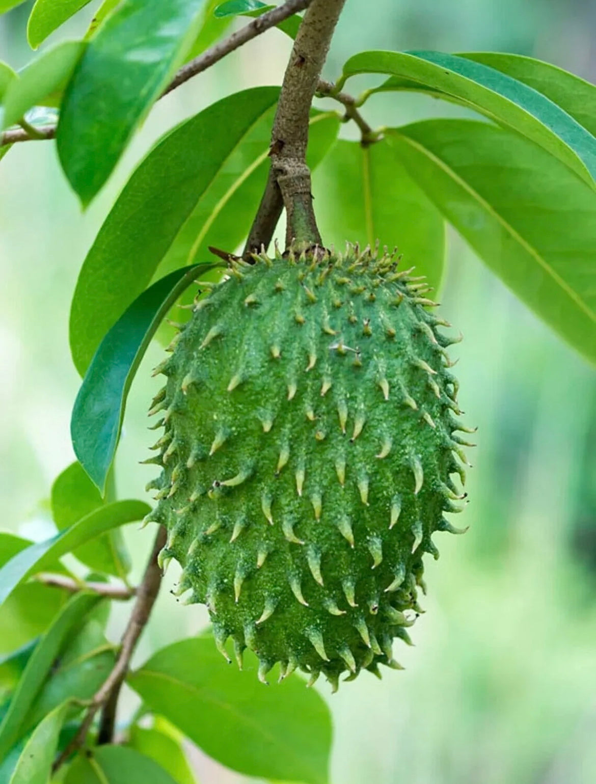 Fresh Wild Soursop Fruit, Graviola