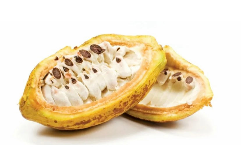 Fresh Cacao Fruit, Chocolate Fruit Pod