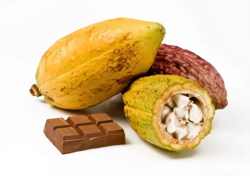 Fresh Cacao Fruit, Chocolate Fruit Pod