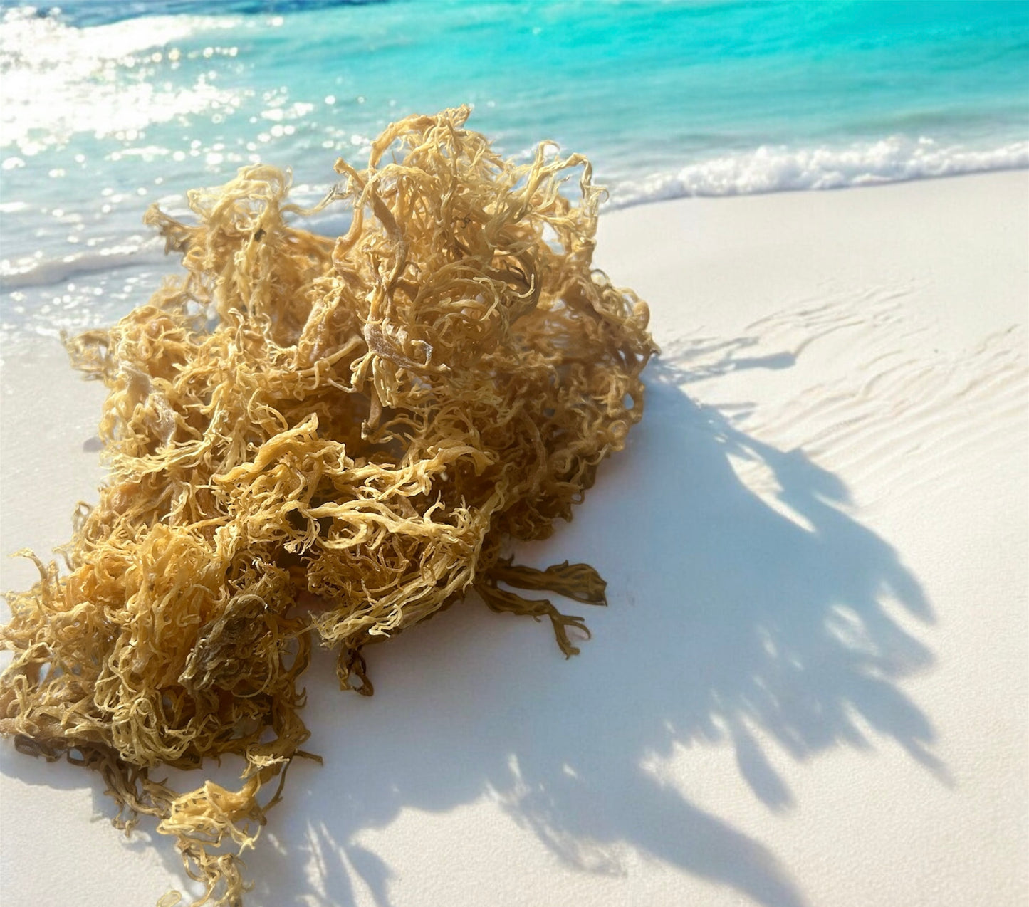 Premium, Wildcrafted Gold Spectrum Sea Moss