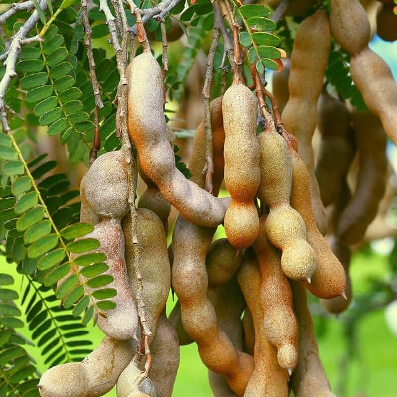 Sweet Tamarind Fruit 400G box