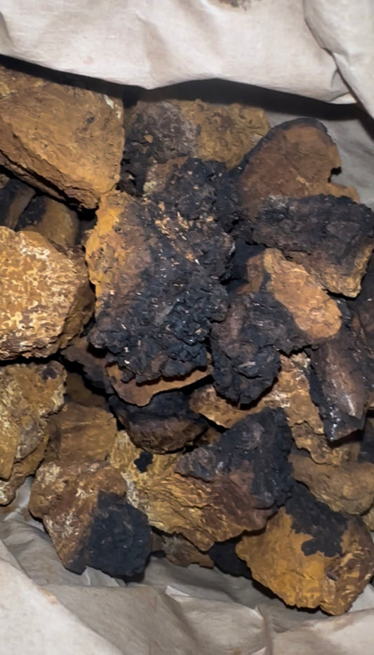 Organic Wild Harvested Chaga Mushroom Chunks