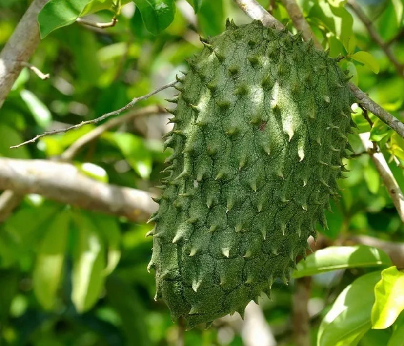 Fresh Wild Soursop Fruit, Graviola