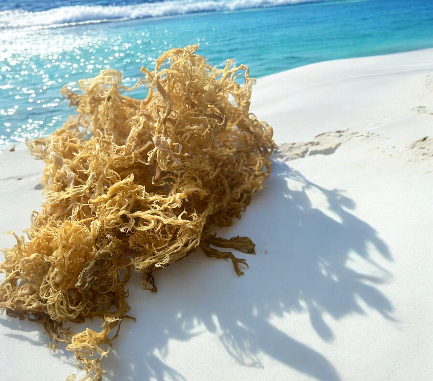 Premium, Wildcrafted Gold Spectrum Sea Moss