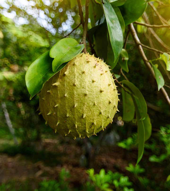 Organic Air Dried Soursop leaves