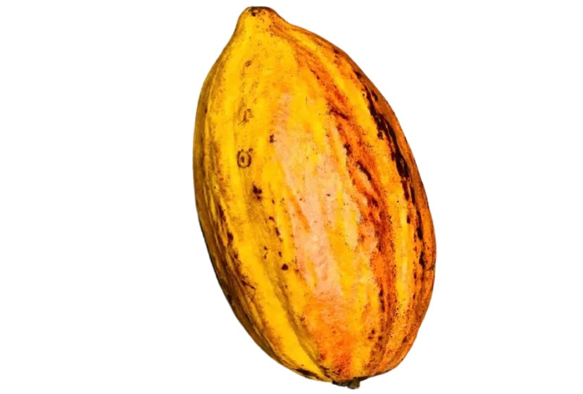 Fresh Cacao Fruit, Chocolate Fruit Pod