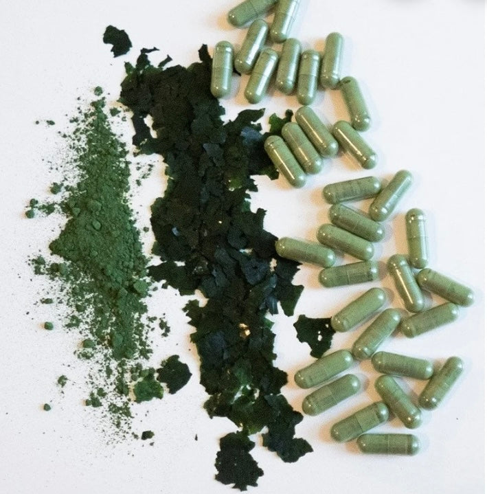 Marine Phytoplankton Powder, Freeze Dried