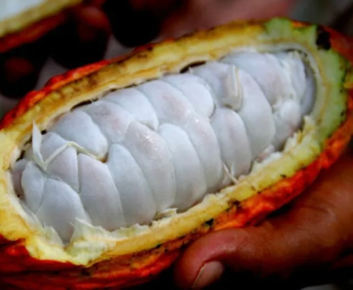 Fresh Cacao Fruit, Chocolate Fruit Pod